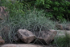 Sarcostemma intermedium